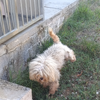 Barboncino Toy maschio