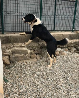 Maschio pastore Asia centrale