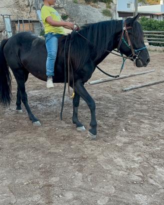 Pony di Esperia