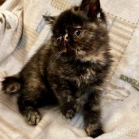 Gatta Persiana British shorthair ipertipica