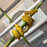 Morelia Viridis e teca