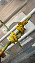 Morelia Viridis e teca