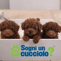 Barboncini mini mini toy red disponibili subito