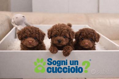 Barboncini mini mini toy red disponibili subito