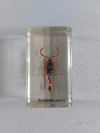 Scorpione Dorato sotto resina