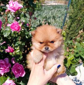 Spitz di pomerania nani