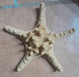 Decorazione stella marina