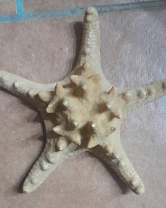 Decorazione stella marina