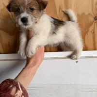 Cuccioli di Jack Russell Broken a Pelo Forte
