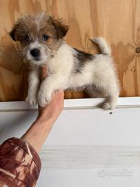 Cuccioli di Jack Russell Broken a Pelo Forte
