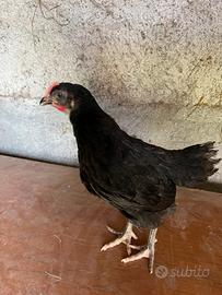 Galletto australorp