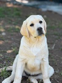 Labrador retriever