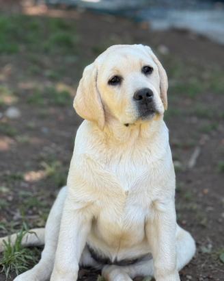 Labrador retriever