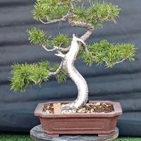 bonsai