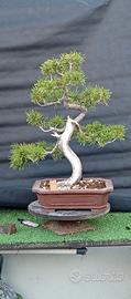 bonsai
