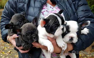 buldog Francese 