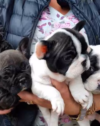 buldog Francese 