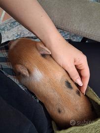 Mini pig