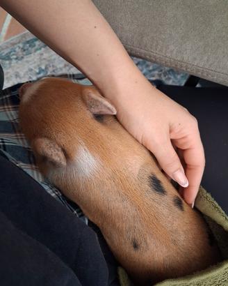 Mini pig
