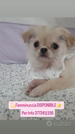 CHIHUAHUA FEMMINA CON PEDIGREE ENCI