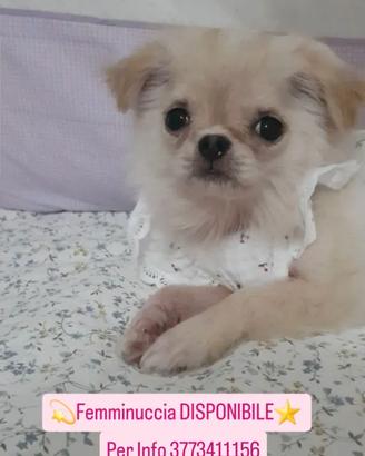 CHIHUAHUA FEMMINA CON PEDIGREE ENCI