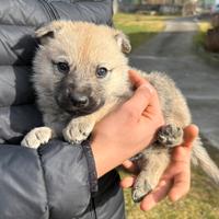 Cuccioli di cane