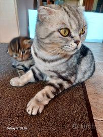 Cuccioli gatto scottish