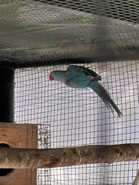 Parrocchetto dal collare