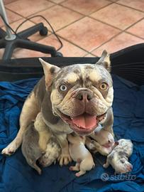 Cuccioli bulldog francese esotico