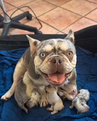 Cuccioli bulldog francese esotico