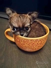 Chihuahua cuccioli