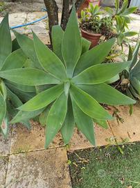 pianta agave 