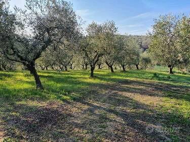 TERRENO CON 100mq EDIFICABILI E ULIVETI - Vista 2