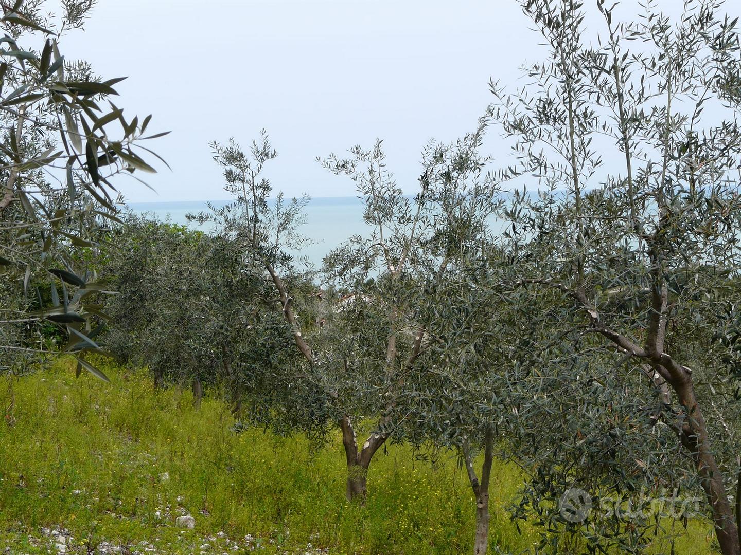 Terreni con rudere in Gargano - Altro
