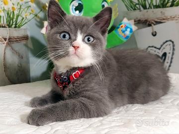 British Shorthair Blue