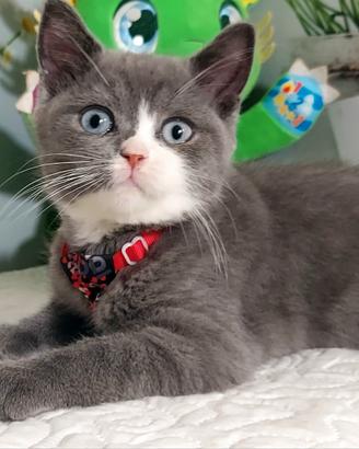 British Shorthair Blue