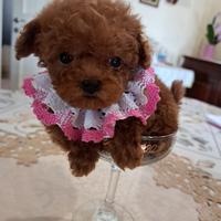 Barboncina mini toy con pedigree enci