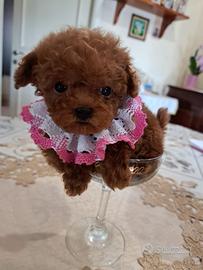 Barboncina mini toy con pedigree enci