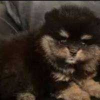 Spitz