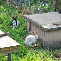 Coniglietti 2 mesi circa