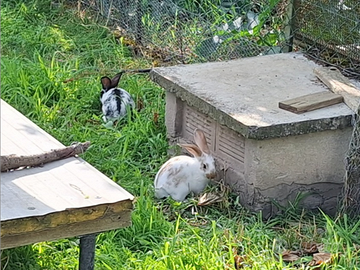 Coniglietti 2 mesi circa