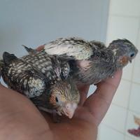 Calopsiti d'allevare a mano