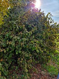 occasioni noccioli contorti per rinnovo vivaio