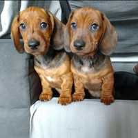 Bassotto kaninchen rosso