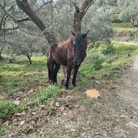 Pulrdro