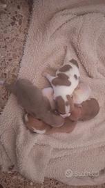 Chuhuahua