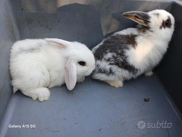 Conigli nani