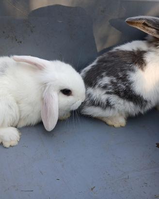 Conigli nani