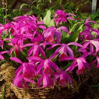 Bulbi di Pleione Tongariro Orchidee