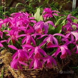Bulbi di Pleione Tongariro Orchidee